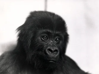 Portrait du gorille 
